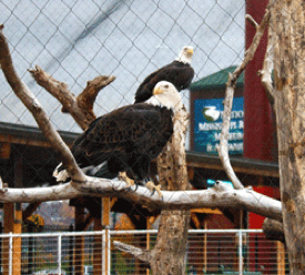 MRM-eagles